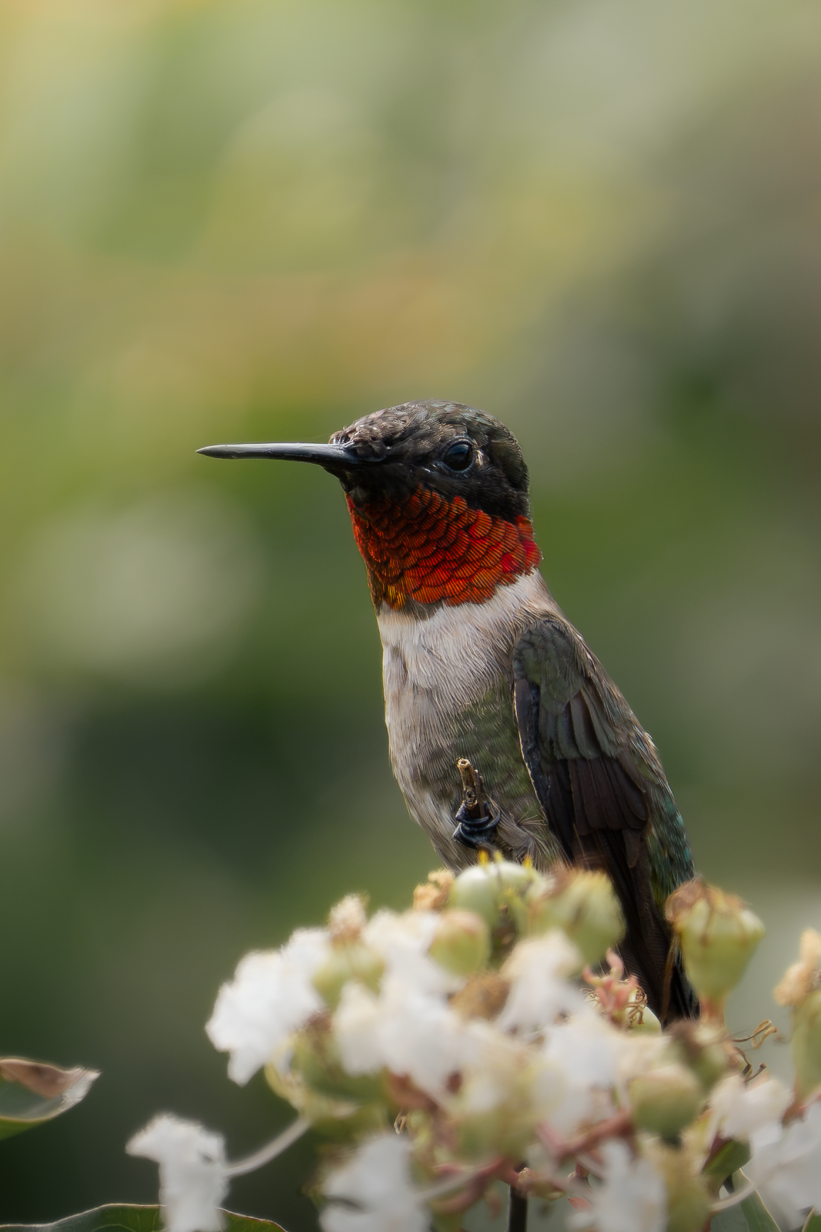 Ruby-Throated Hummingbird