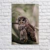 Barred Owl Portrait In Soft Forest Light