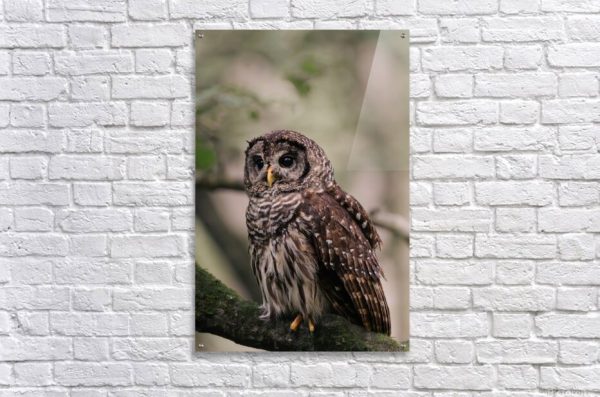 Barred Owl Portrait In Soft Forest Light