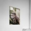 Barred Owl Portrait In Soft Forest Light