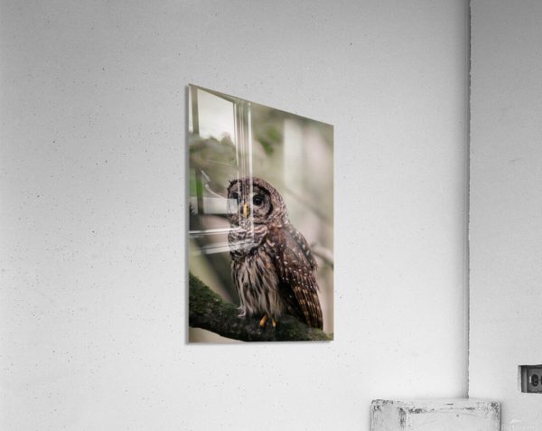 Barred Owl Portrait In Soft Forest Light