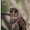Barred Owl Portrait In Soft Forest Light