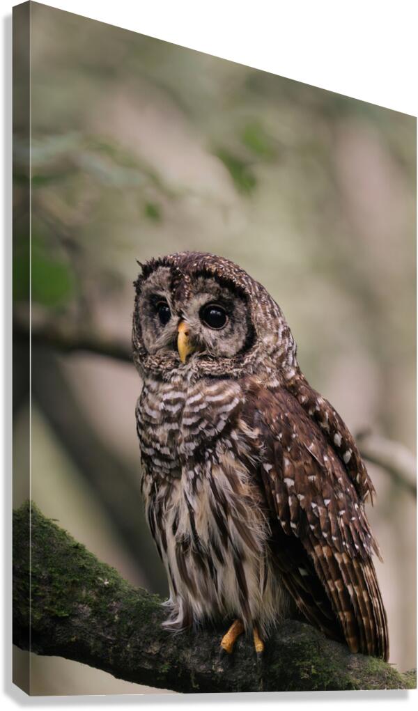 Barred Owl Portrait In Soft Forest Light