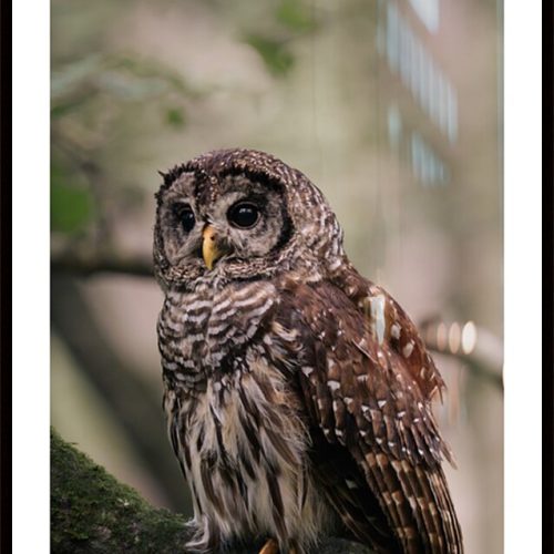 Barred Owl Portrait In Soft Forest Light