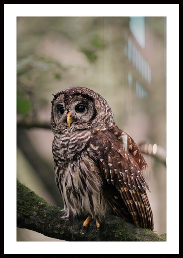 Barred Owl Portrait In Soft Forest Light