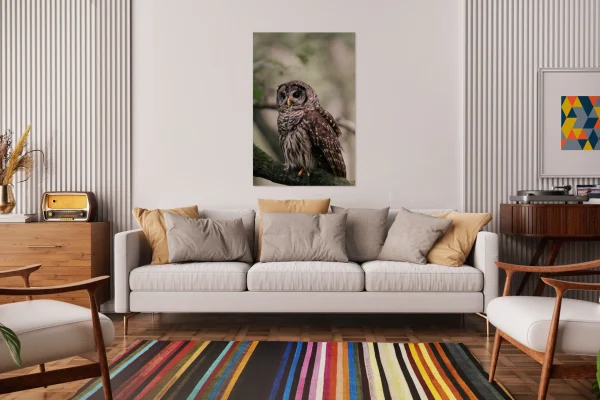 Barred Owl Portrait In Soft Forest Light